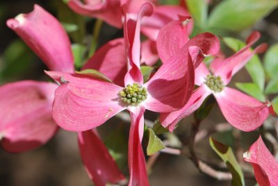 Cornus florida 'Cherokee Chief' - dřín květnatý 'Cherokee Chief' - pupeny a listeny (2)